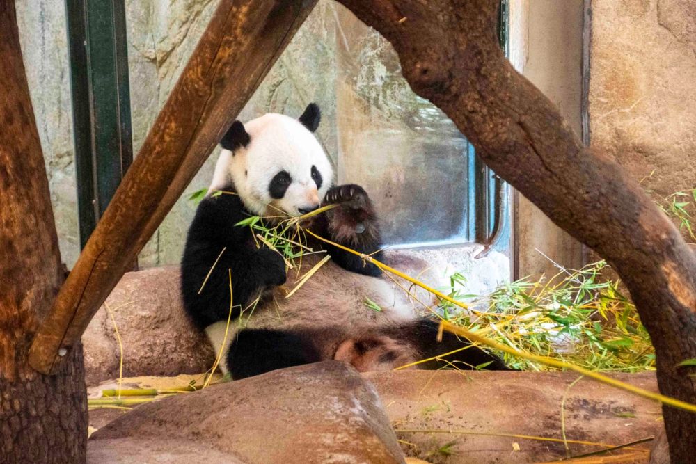 Zoo 29-07-2026