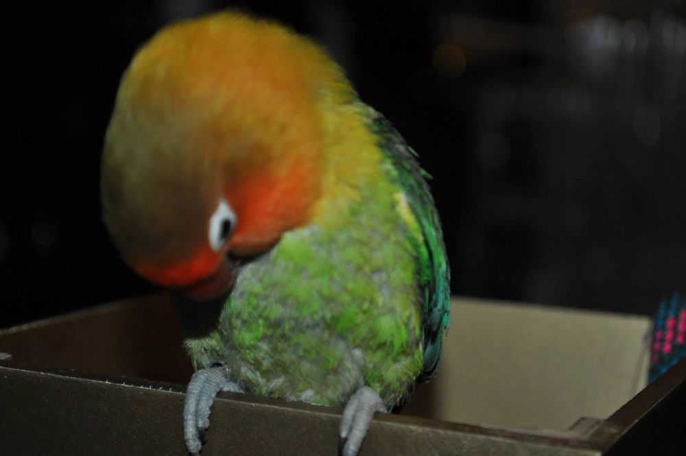 kuko y kiwi