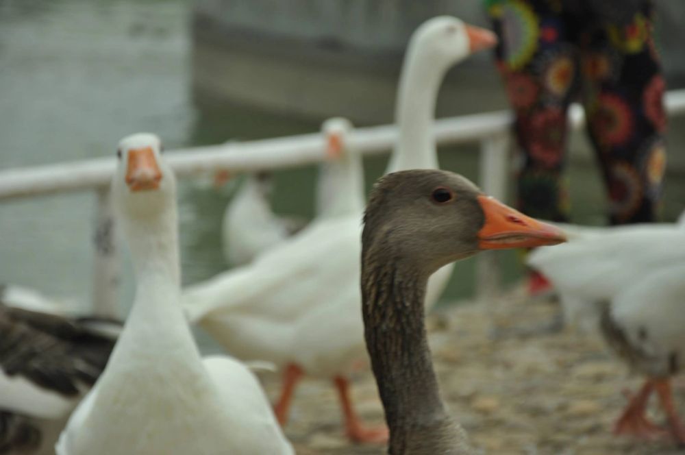 Ocas y patos en parque polvoranca (Leganes) 30-08-2014
