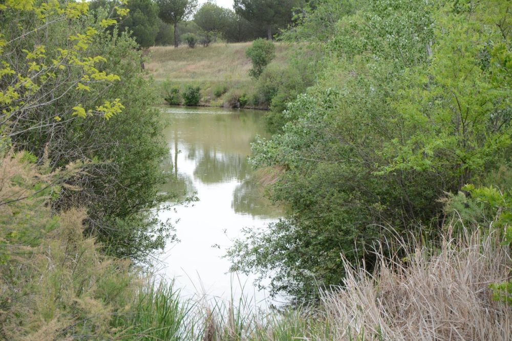 Naturaleza Parque polvoranca (Leganes) 10-06-2019