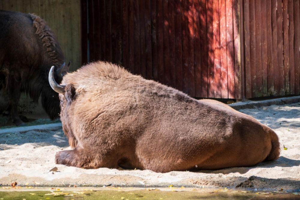 Zoo 17-08-2024