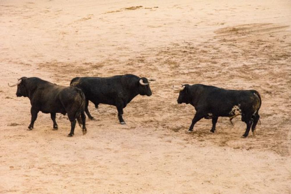Toros en Colmenar Viejo 22-08-2019