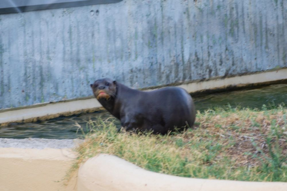 Zoo 17-08-2024