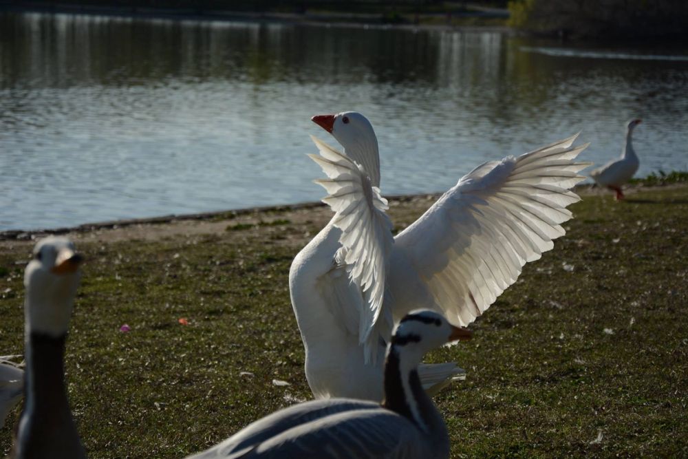 Ocas, patos y carpas en parque polvoranca (Leganes) 18-03-2017