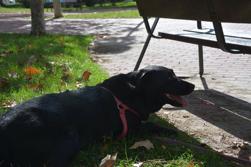 V ruta canina de Leganes 20-09-2020