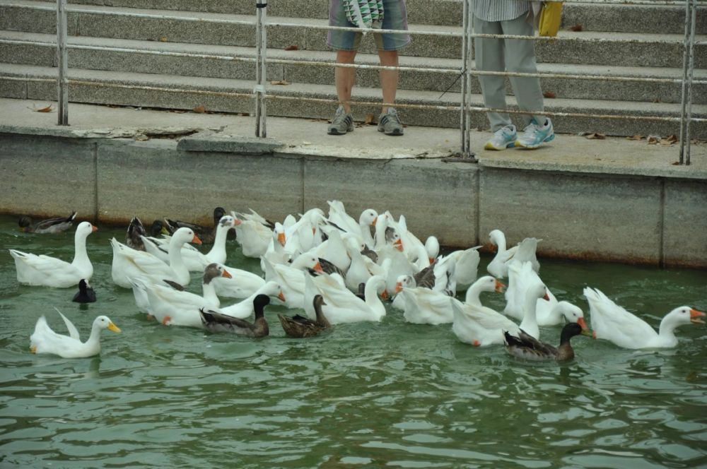 Ocas y patos en parque polvoranca (Leganes) 30-08-2014