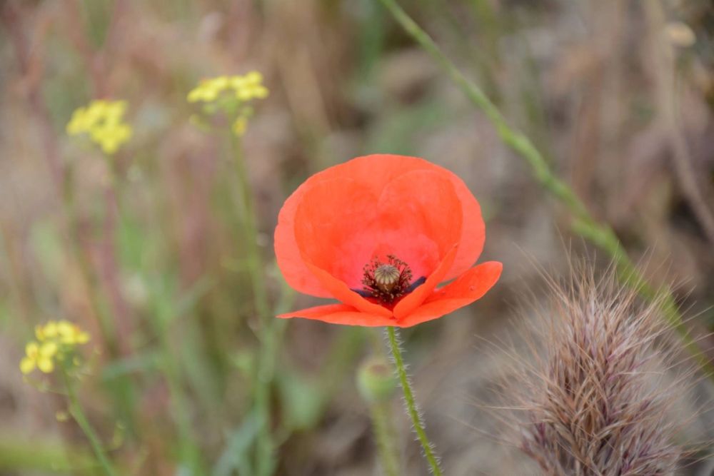 Naturaleza Parque polvoranca (Leganes) 10-06-2019