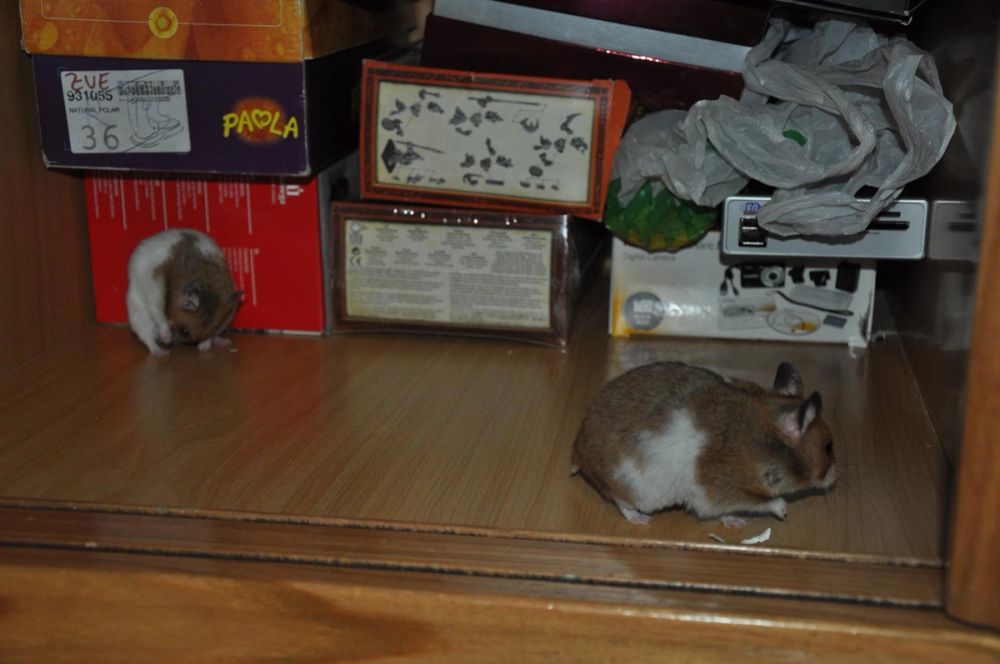 Peque y mordisquitos