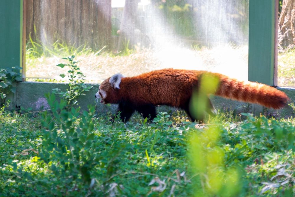 Zoo 17-08-2024