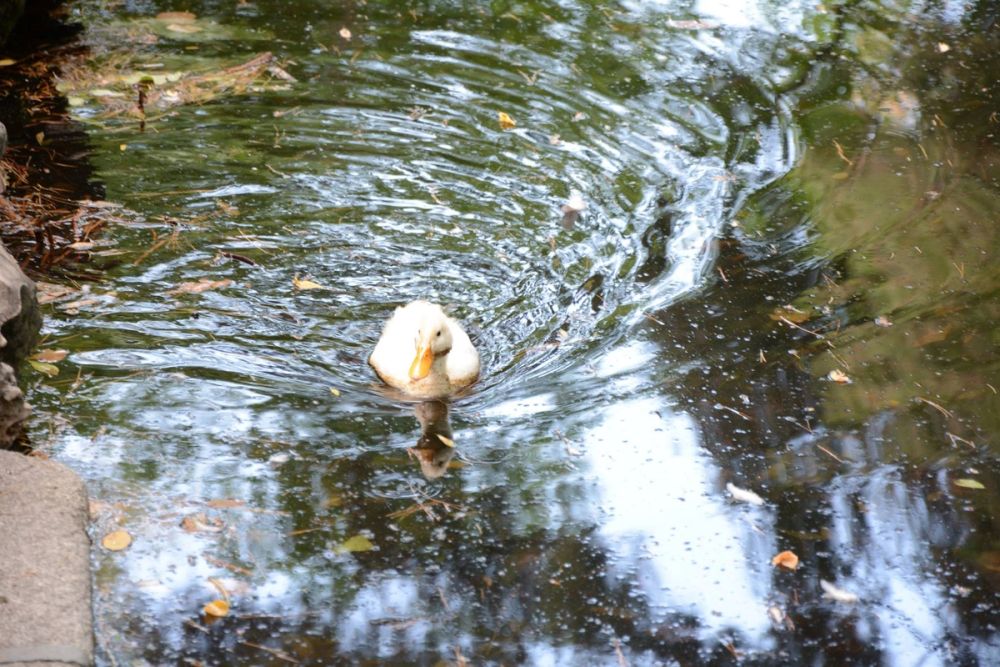 Parque de El capricho (Madrid) 2018