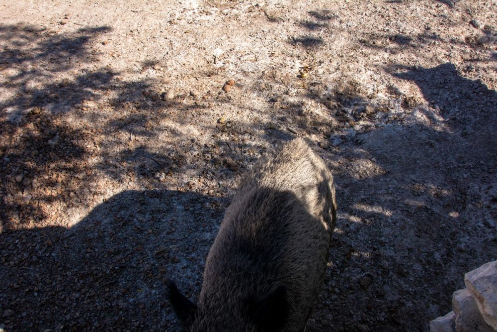 Zoo de Lillo 03-09-2022