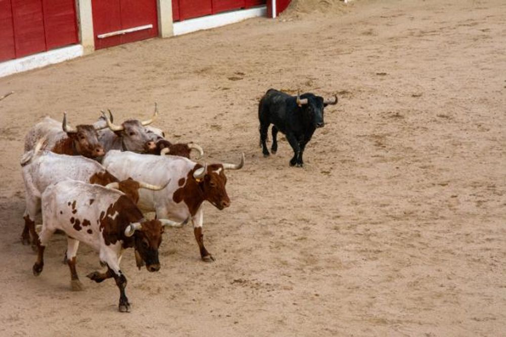 Toros en Colmenar Viejo 22-08-2019