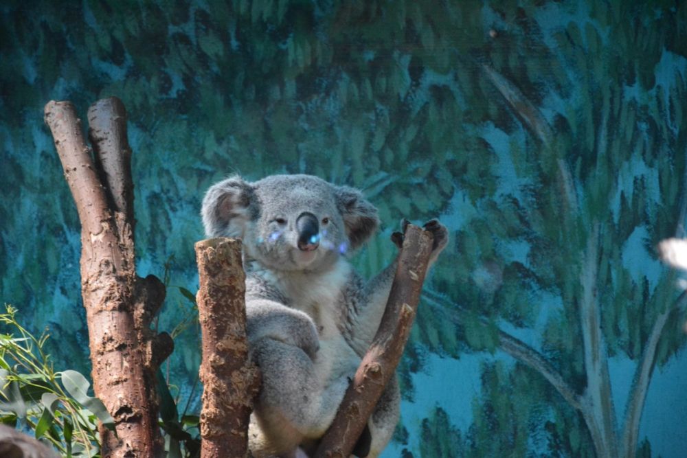 zoo 07-07-2018