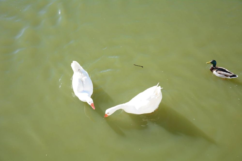 Ocas, patos y carpas en parque polvoranca (Leganes) 18-03-2017