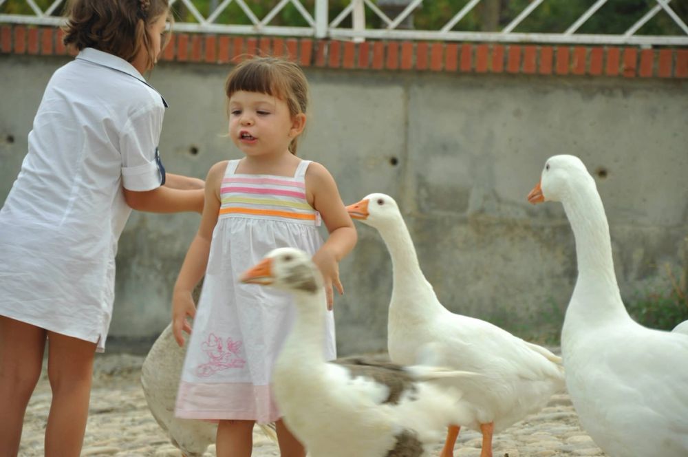 Ocas y patos en parque polvoranca (Leganes) 30-08-2014