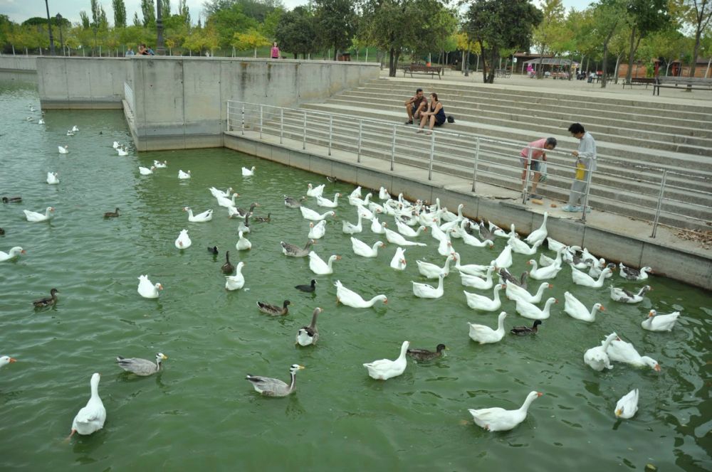 Ocas y patos en parque polvoranca (Leganes) 30-08-2014