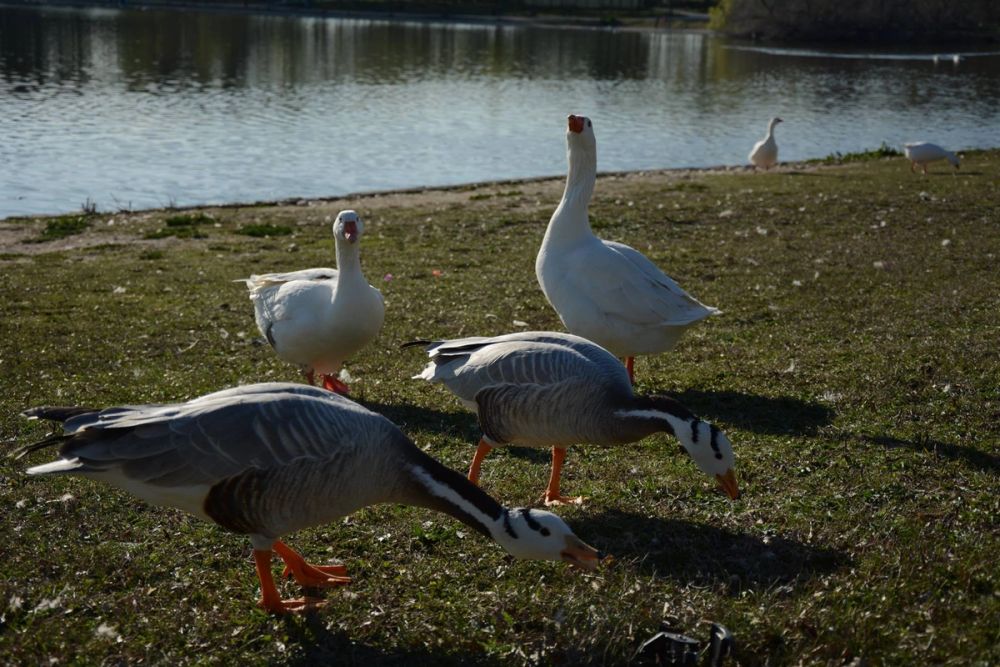 Ocas, patos y carpas en parque polvoranca (Leganes) 18-03-2017