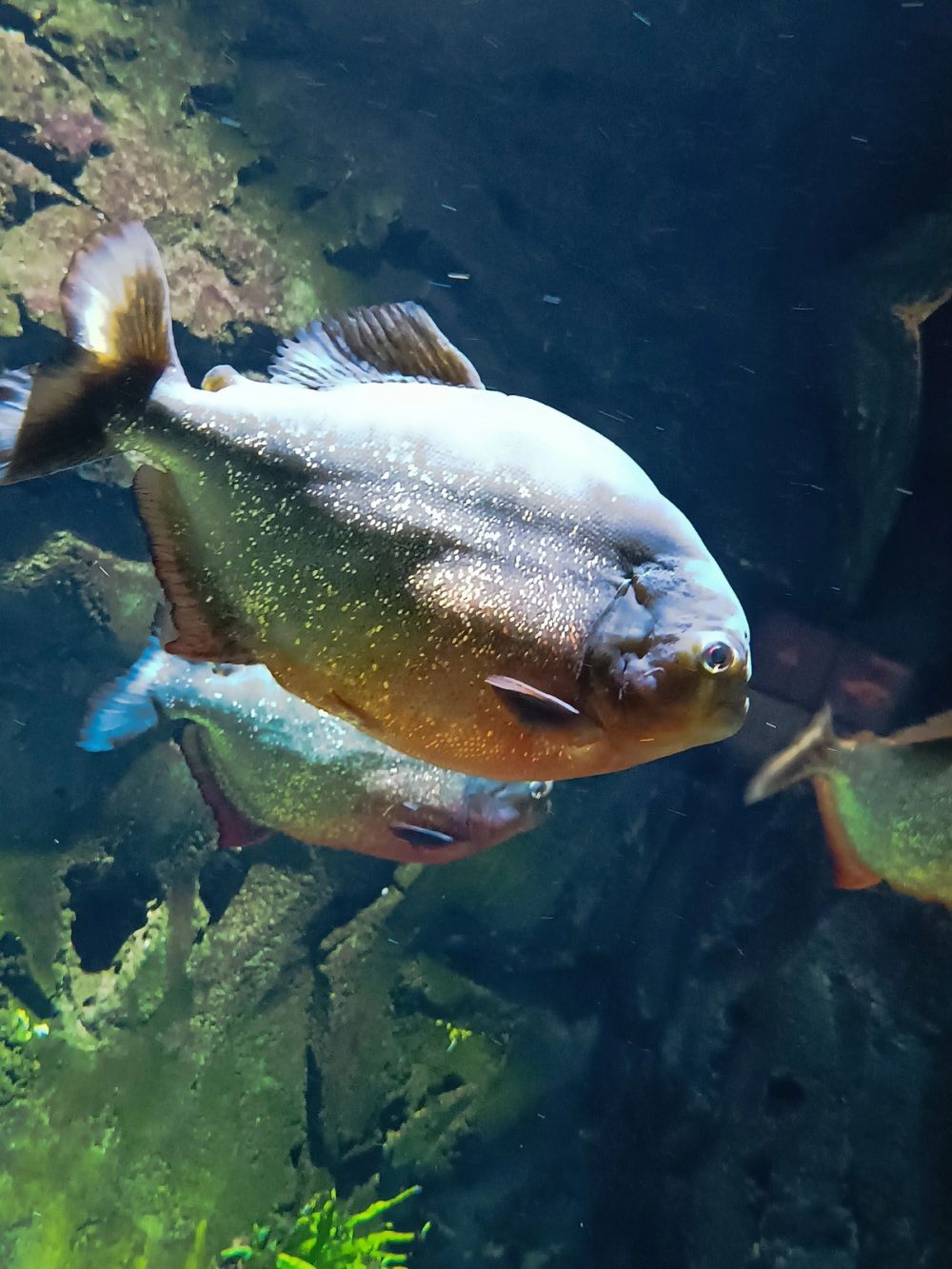 Atlantus aquarium Xanadu 05-08-2023