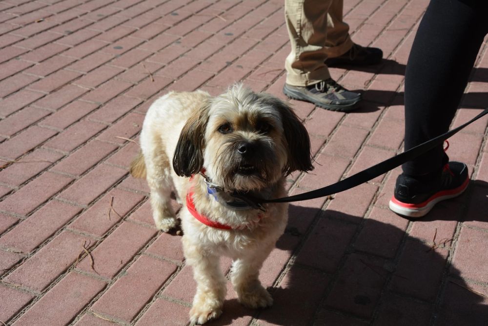 V ruta canina de Leganes 20-09-2020