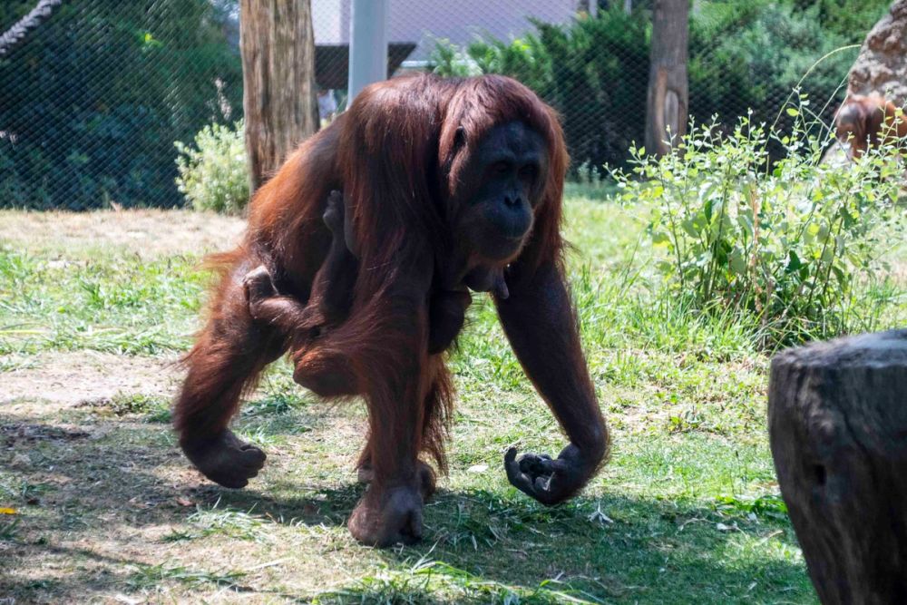 Zoo 29-07-2026