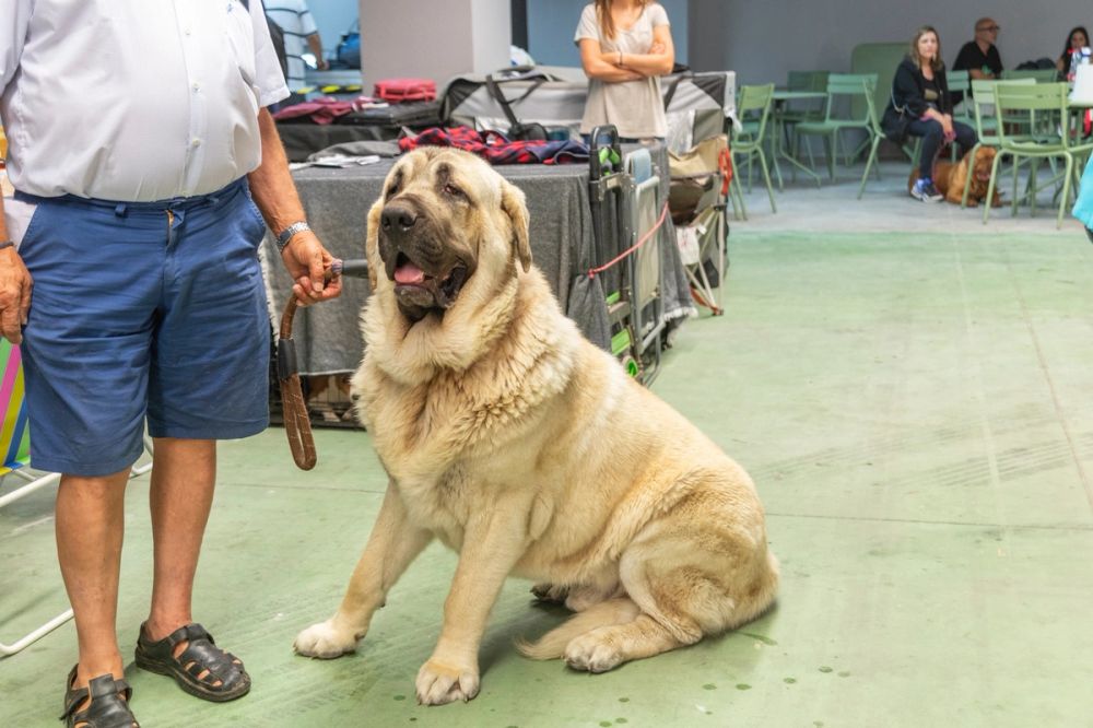 Perretes de la Exposicion canina (ciudad real) 01-06-2024