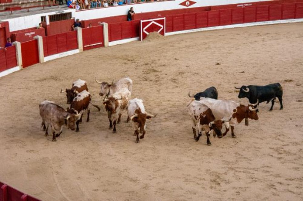 Toros en Colmenar Viejo 22-08-2019