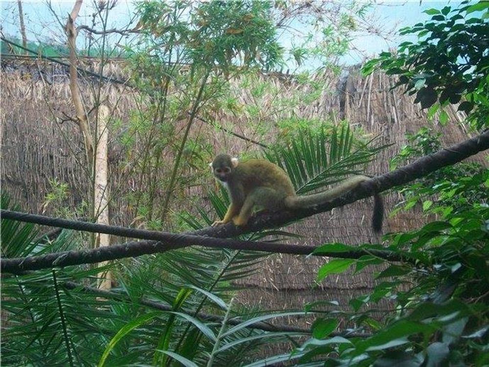 Faunia 2010