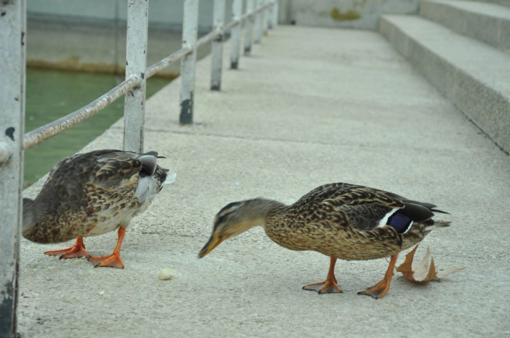 Ocas y patos en parque polvoranca (Leganes) 30-08-2014
