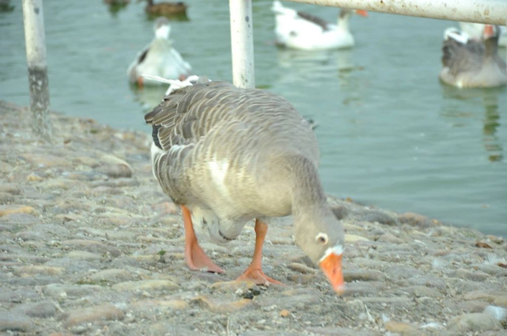 Ocas y patos en parque polvoranca (Leganes) 30-08-2014