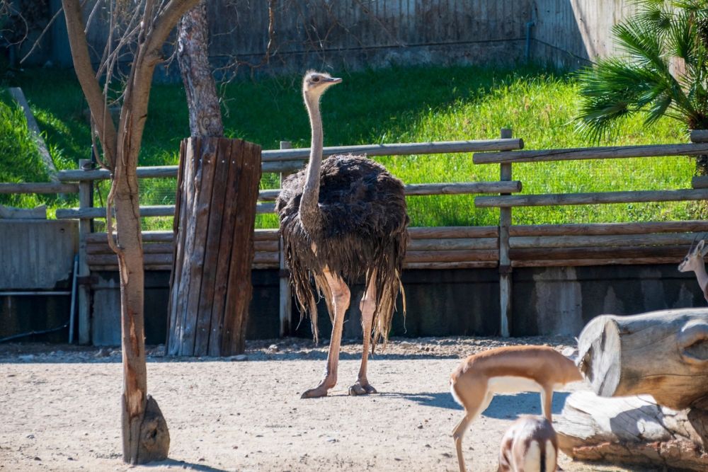 Zoo 17-08-2024