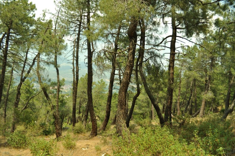 Berrecil de la sierra 10-07-2013