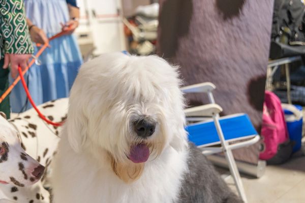 Perretes de la Exposicion canina (ciudad real) 02-06-2024