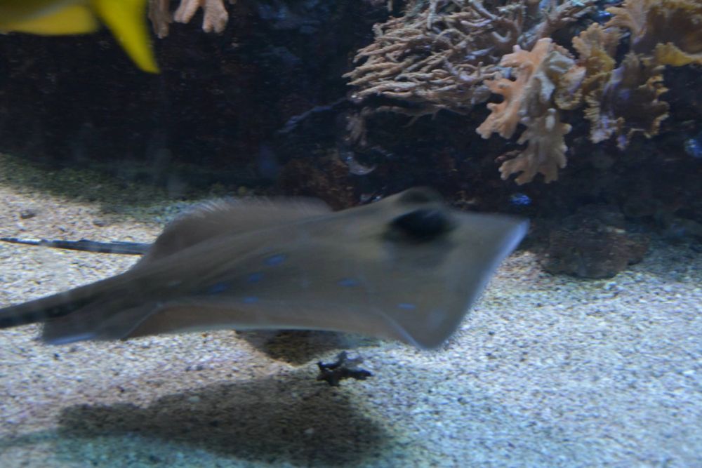 zoo 07-07-2018