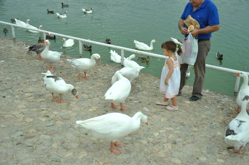 Ocas y patos en parque polvoranca (Leganes) 30-08-2014