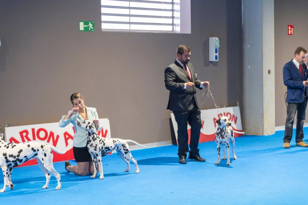 Exposicion canina (ciudad real) 02-06-2024