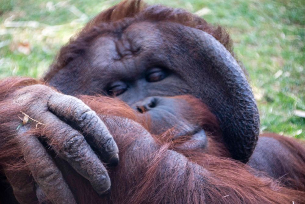 Zoo 29-07-2026