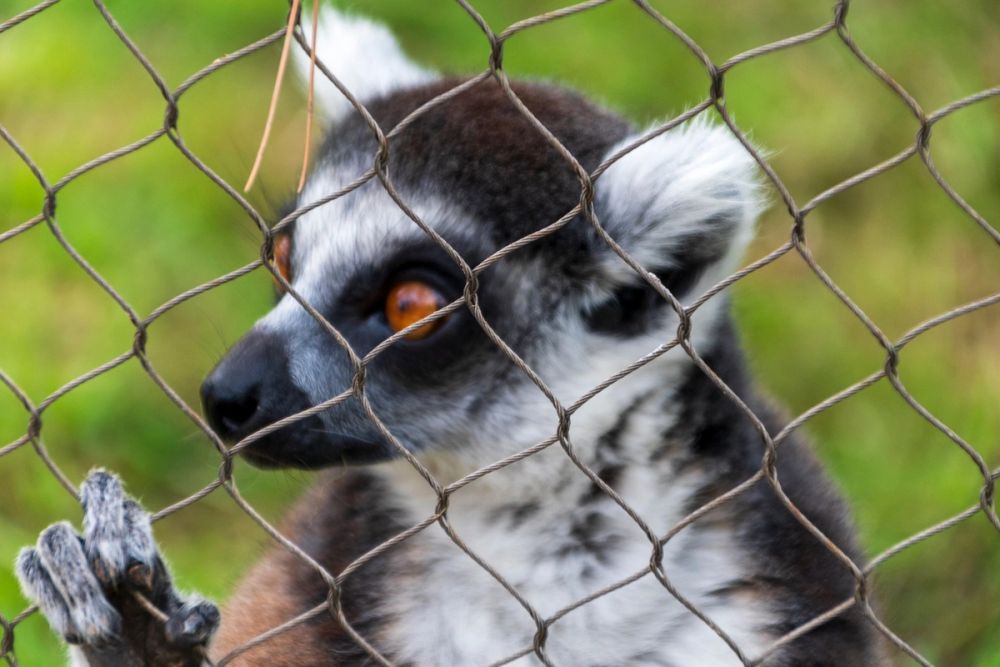 Zoo 17-08-2024