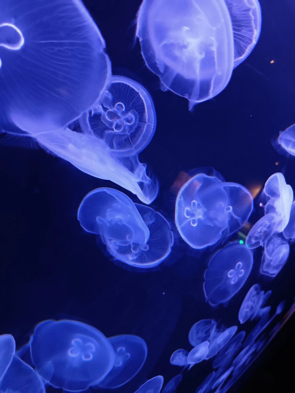 Atlantus aquarium Xanadu 05-08-2023