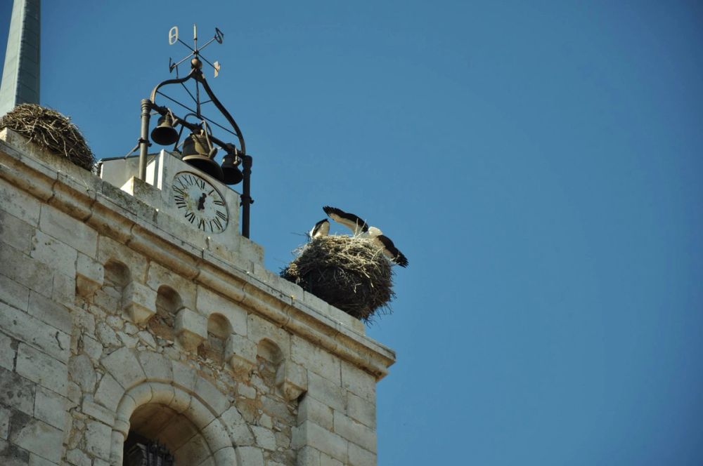 Roa del duero 2014