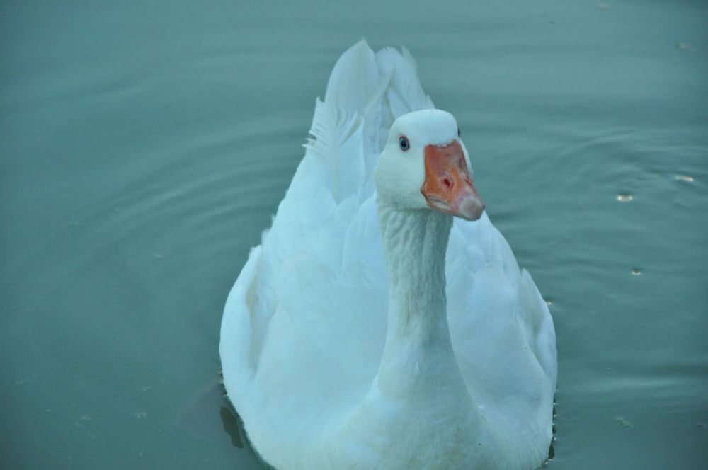 Ocas y patos en parque polvoranca (Leganes) 28-05-2015