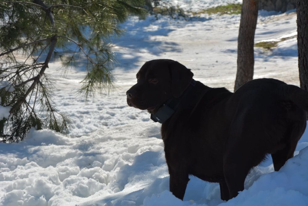 Conan en la nieve (leganes) 2021