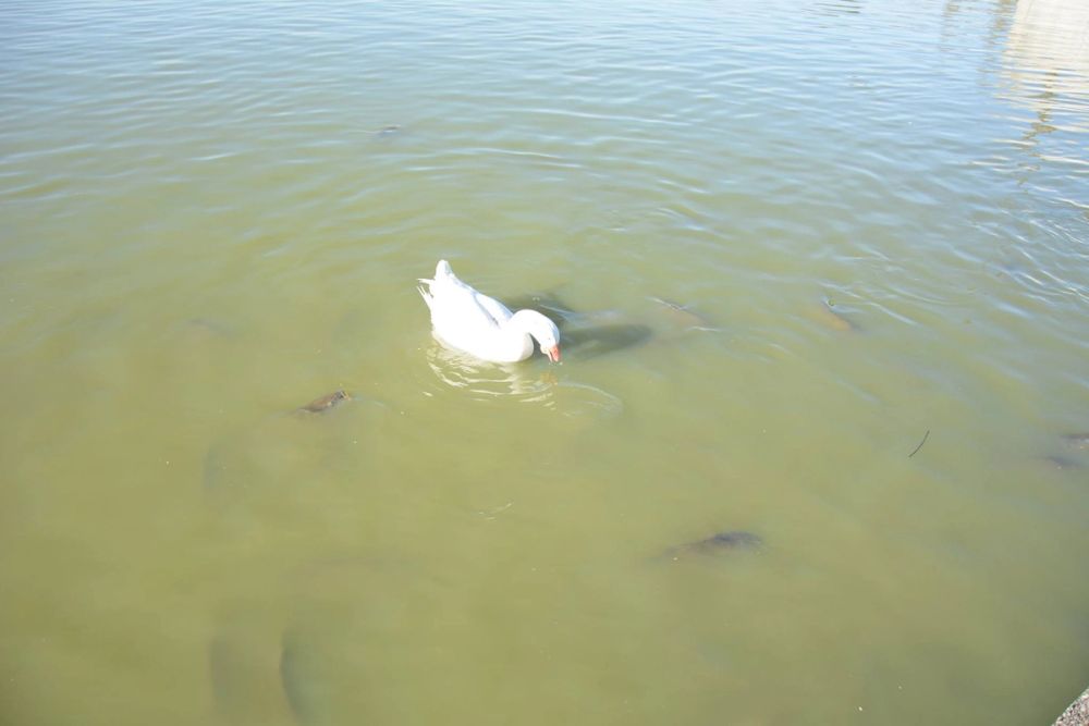 Ocas, patos y carpas en parque polvoranca (Leganes) 18-03-2017