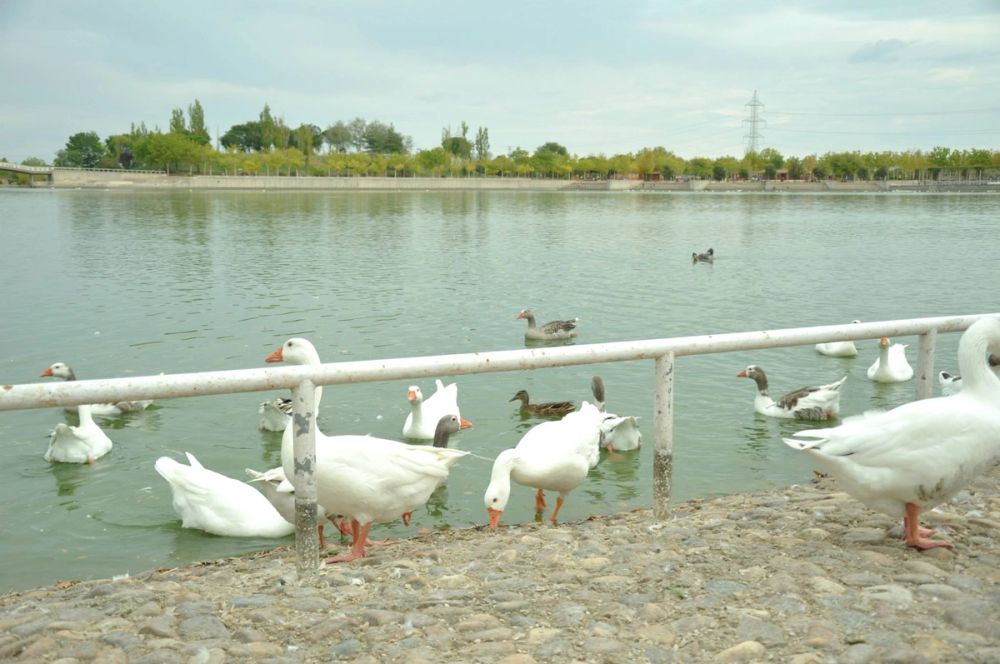 Ocas y patos en parque polvoranca (Leganes) 30-08-2014