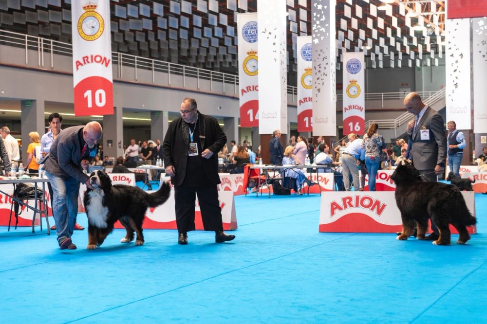 Exposicion canina (ciudad real) 01-06-2024