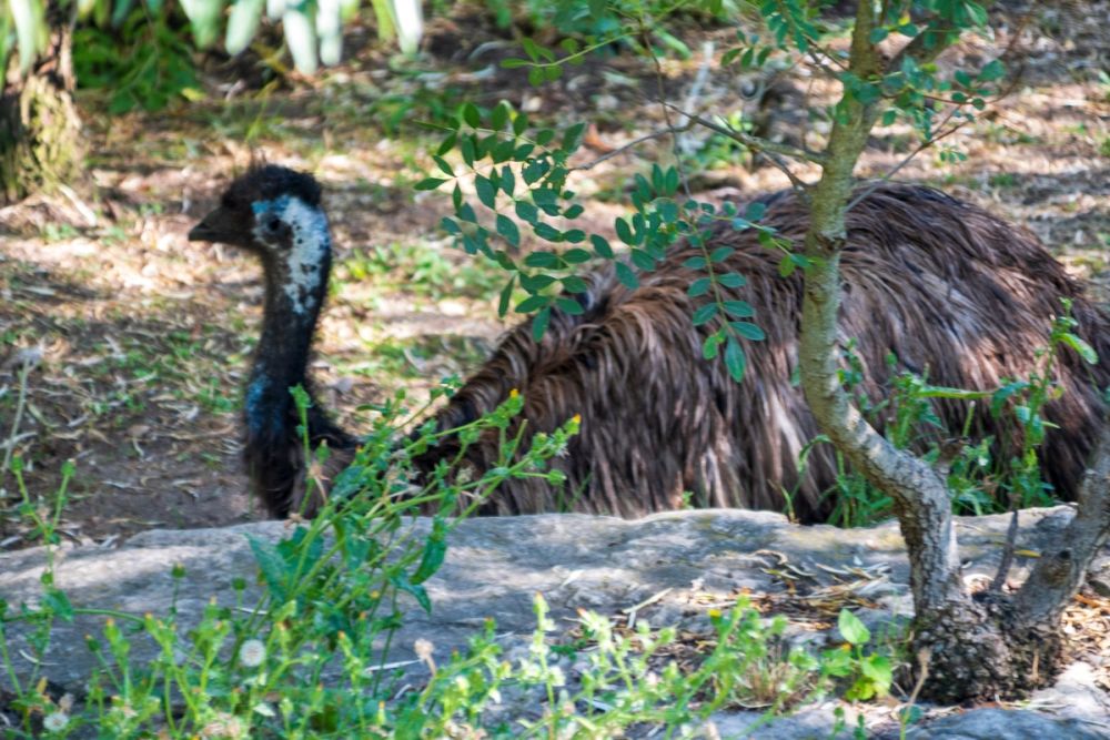 Zoo 17-08-2024