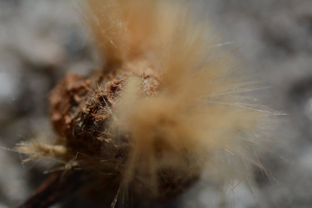 Fotografia Macro 2018