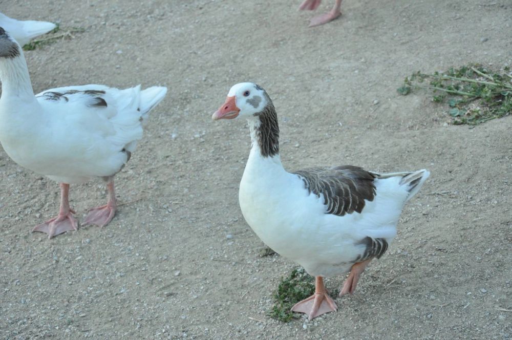 Ocas y patos en parque polvoranca (Leganes) 28-05-2015