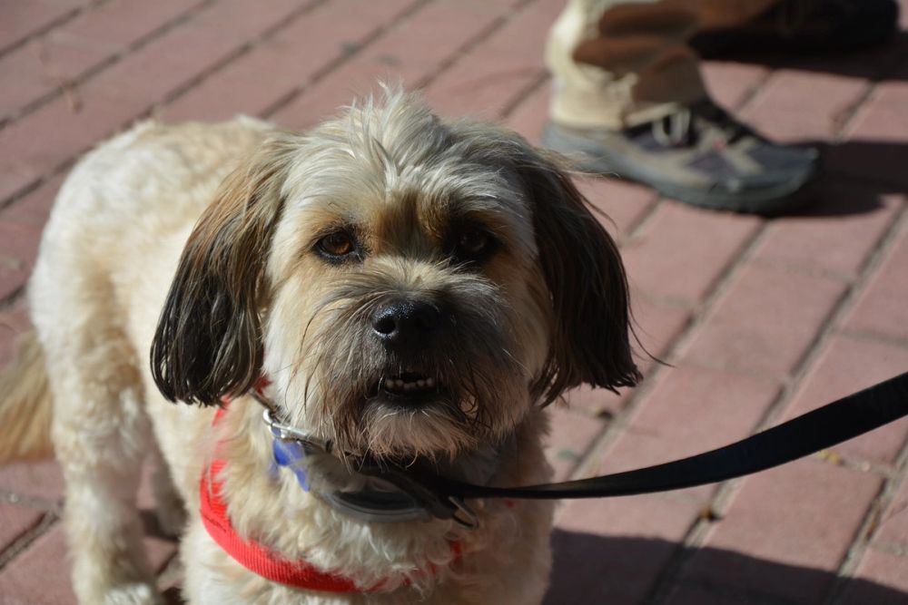 V ruta canina de Leganes 20-09-2020