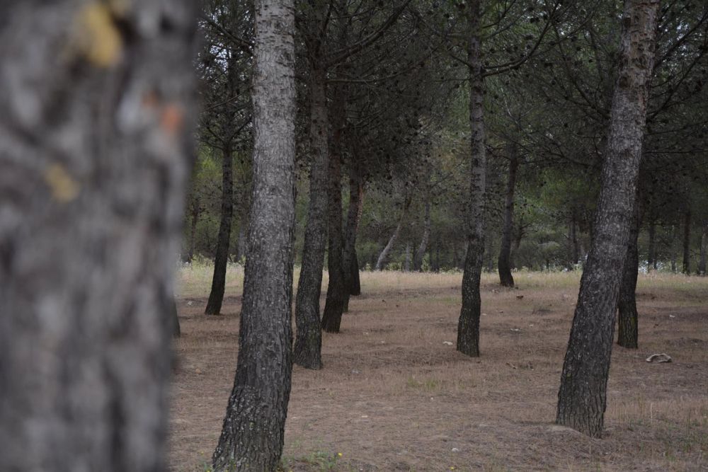 Parque polvoranca (Leganes) 10-06-2019