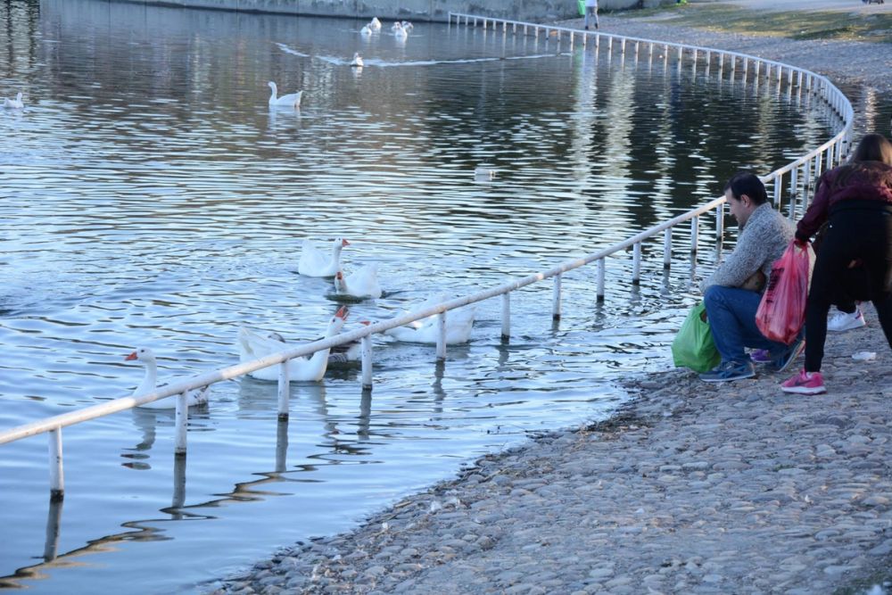 Ocas, patos y carpas en parque polvoranca (Leganes) 18-03-2017